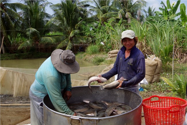 Giá cá lóc tăng cao, nông dân Trà Vinh lãi đậm (20/5/2023)